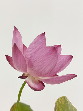 碗莲