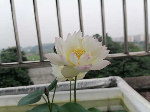 碗莲