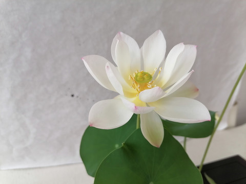 碗莲