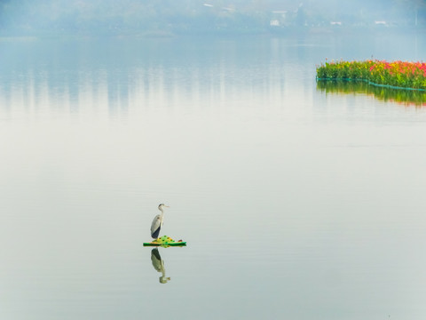 湿地灰鹳