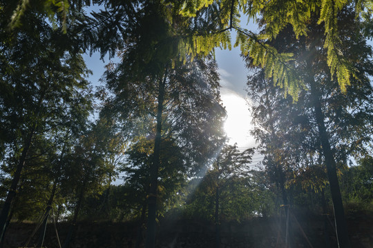 阳光森林