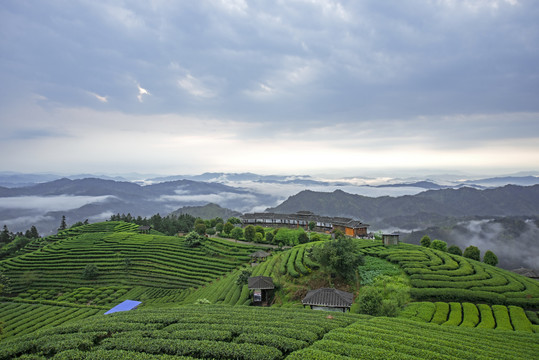 三江布央茶场