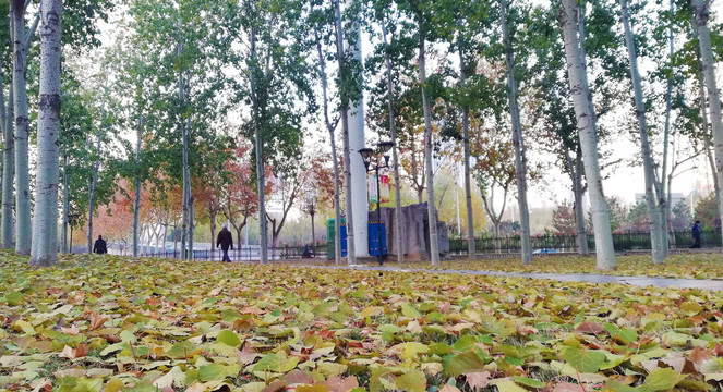 冬季公园落叶