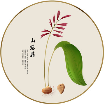 手绘中草药山慈菇养生药材