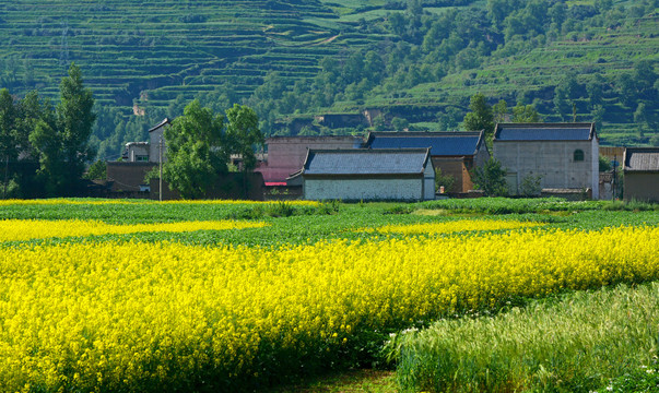 油菜花