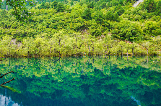 九寨沟箭竹海