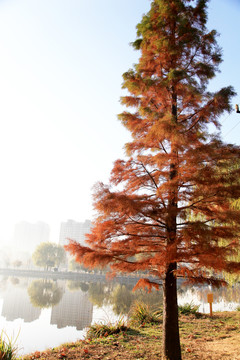河边红杉树
