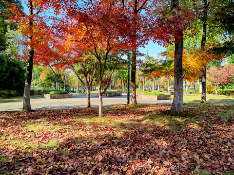 公园小树林的秋色