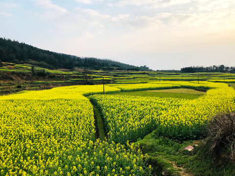 油菜田