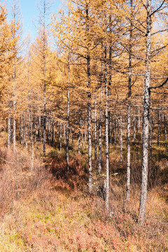 秋季松树林