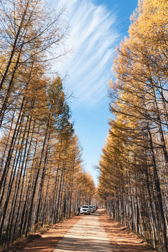 秋季天空树林公路越野车自驾游