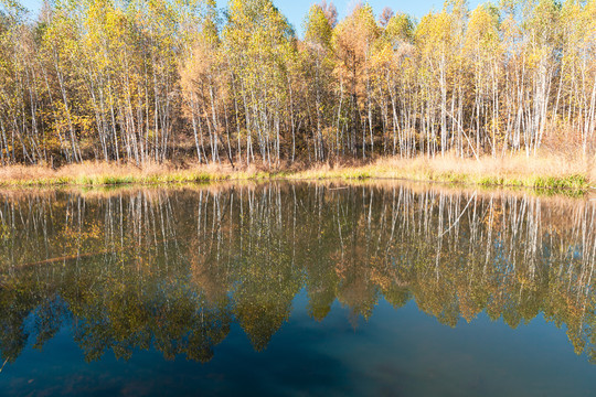秋季水边多彩树林白桦树