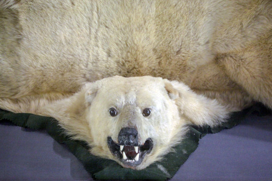 北极熊皮