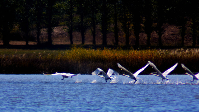 湖面上飞行的天鹅