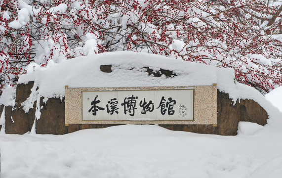 雪后的忍冬