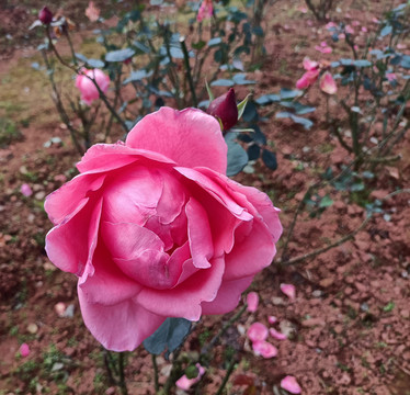 巨型粉色玫瑰花