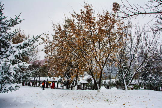 公园长廓凉亭与树木雪挂雪景
