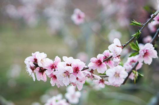 桃花