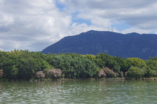 山水绿岛树林景