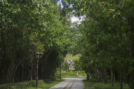 西湖公园绿荫小路