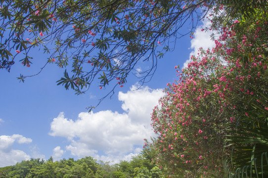 花枝天空之景