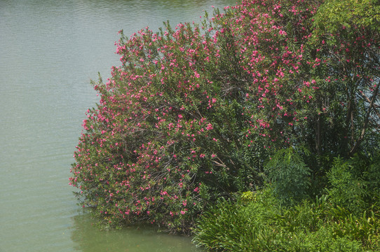 湖滨夹竹桃满树花