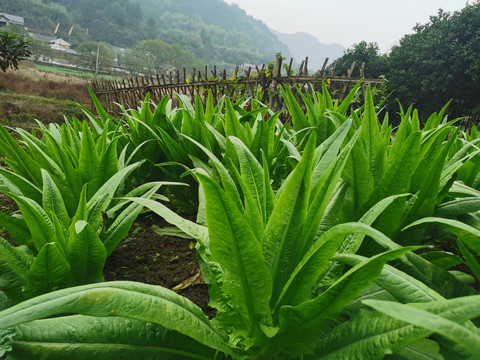 油麦菜