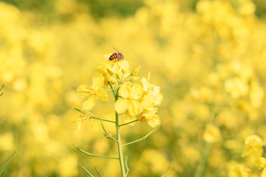 油菜花