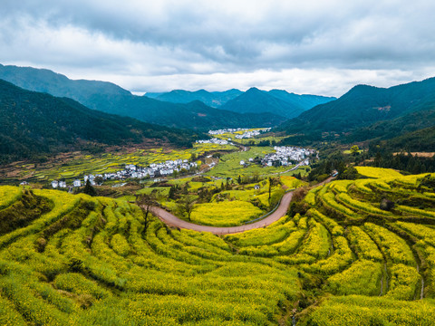 婺源油菜花