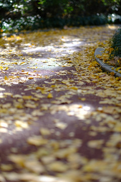 秋日落叶步道