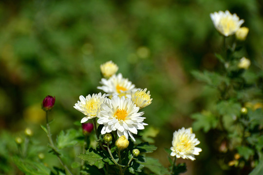 菊花