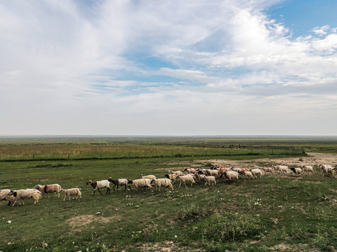 青海草原羊群
