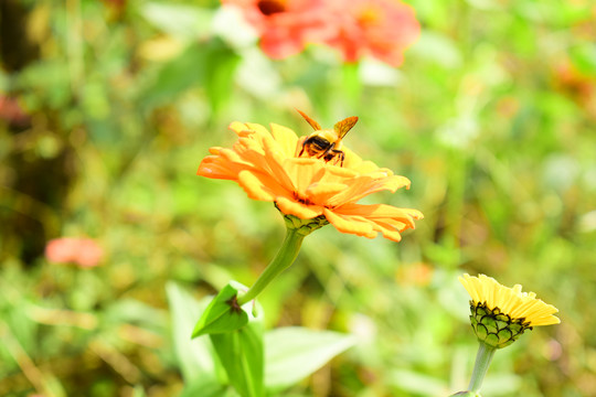 菊花