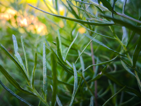 野草