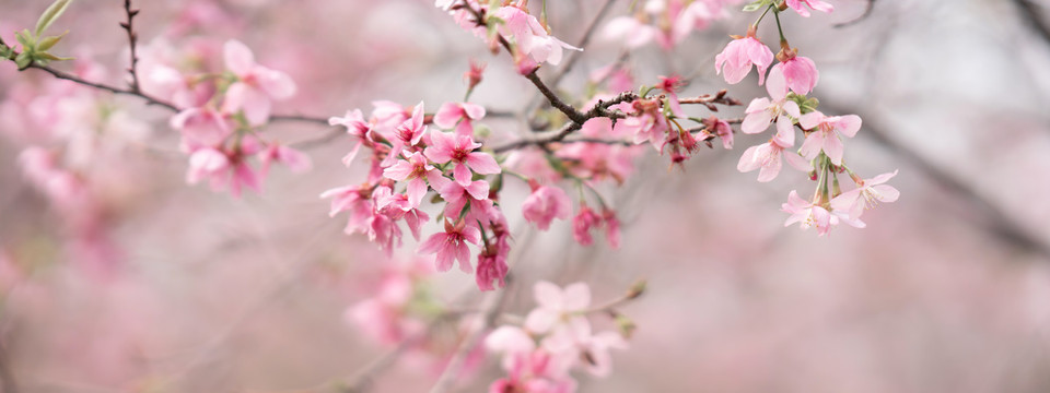 樱花花瓣