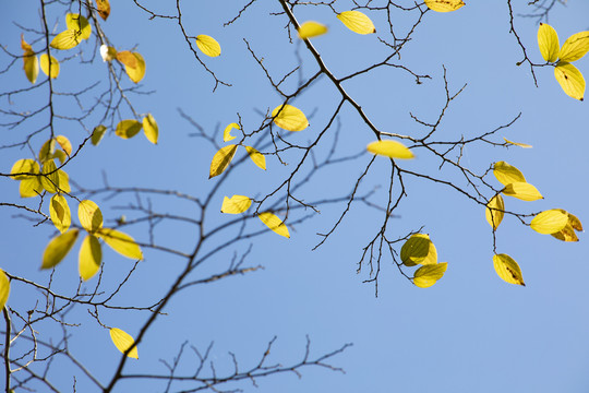 秋天蓝天逆光树叶