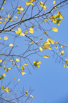 秋天蓝天逆光树叶