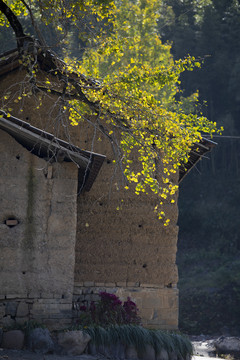 秋天树叶光影墙面