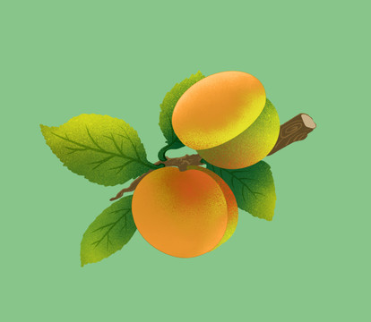 水果杏果子插画梅