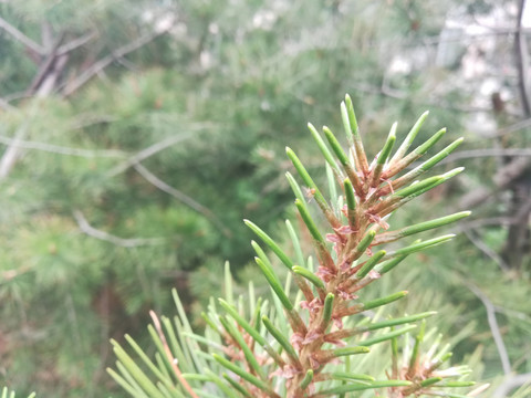 嫩绿的松针