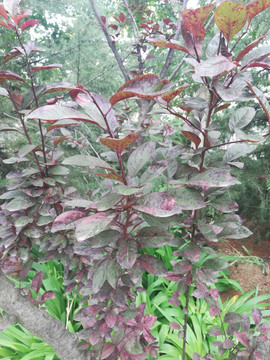 植株的叶子
