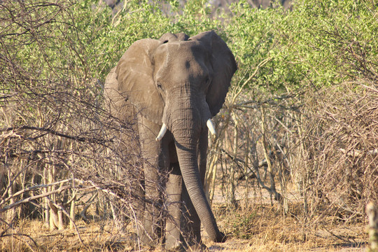 大象与非洲动物