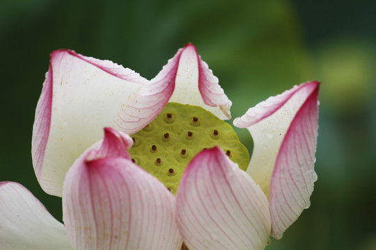 池塘亭亭玉立的莲花