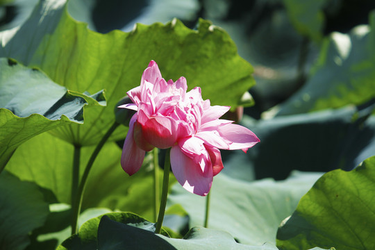 池塘亭亭玉立的莲花