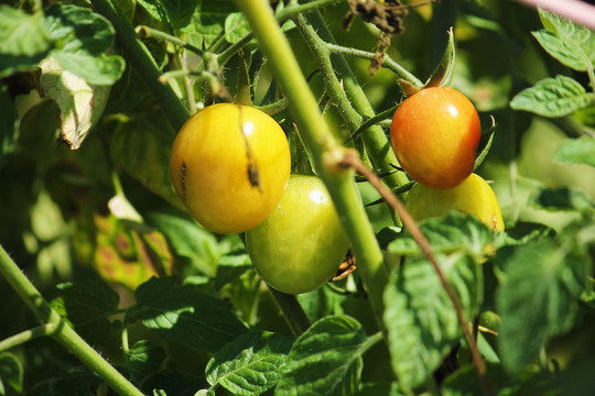 蔬菜种植园里的番茄