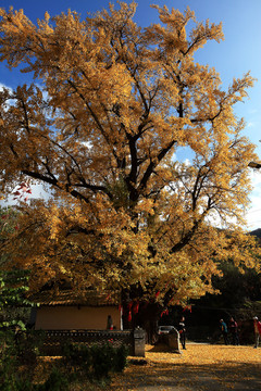 秦岭深处千年银杏树