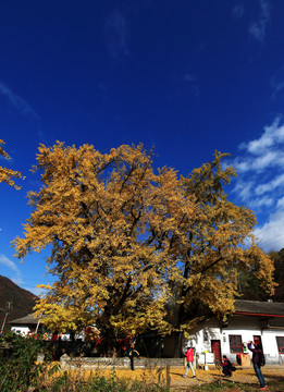 秦岭深处千年银杏树