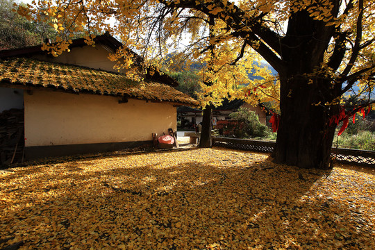 秦岭深处千年银杏树