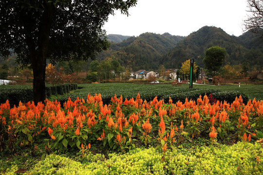 古镇青木川