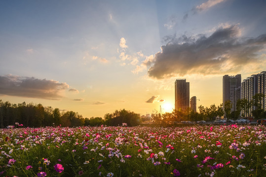 城市黄昏花海